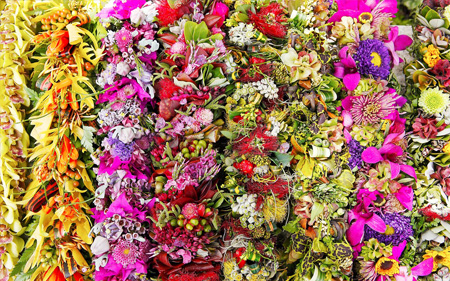 5月1日 レイデー・セレブレーション(カピオラニ公園) 5月1日 レイデー・セレブレーション(カピオラニ公園)