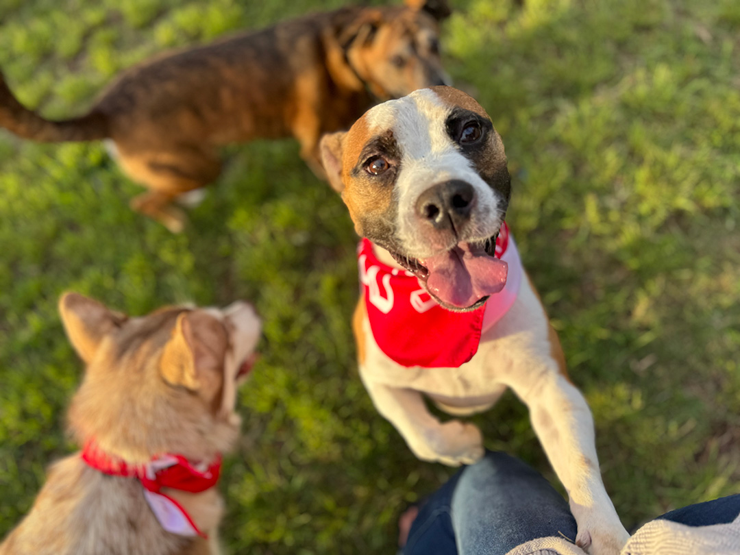 People of Gateways & Hawaii Life Stories　 えりか・バウマン（エグゼクティブ・アシスタント）